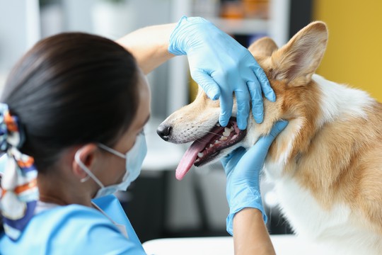 ból zęba u psa
