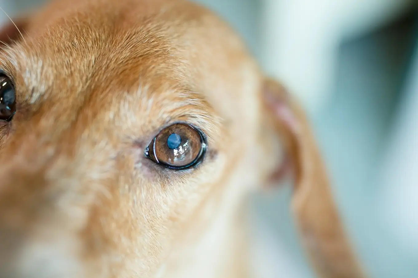 choroba oczu u psa