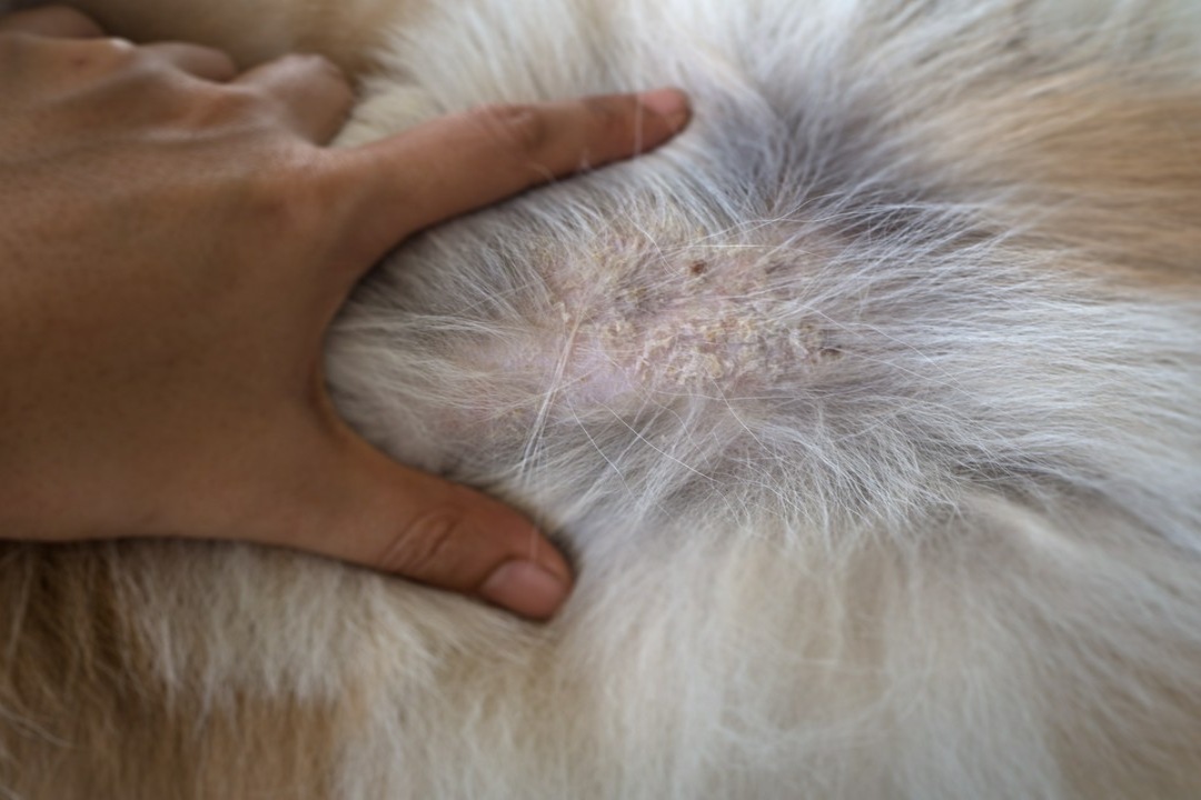 choroba skóry u psa