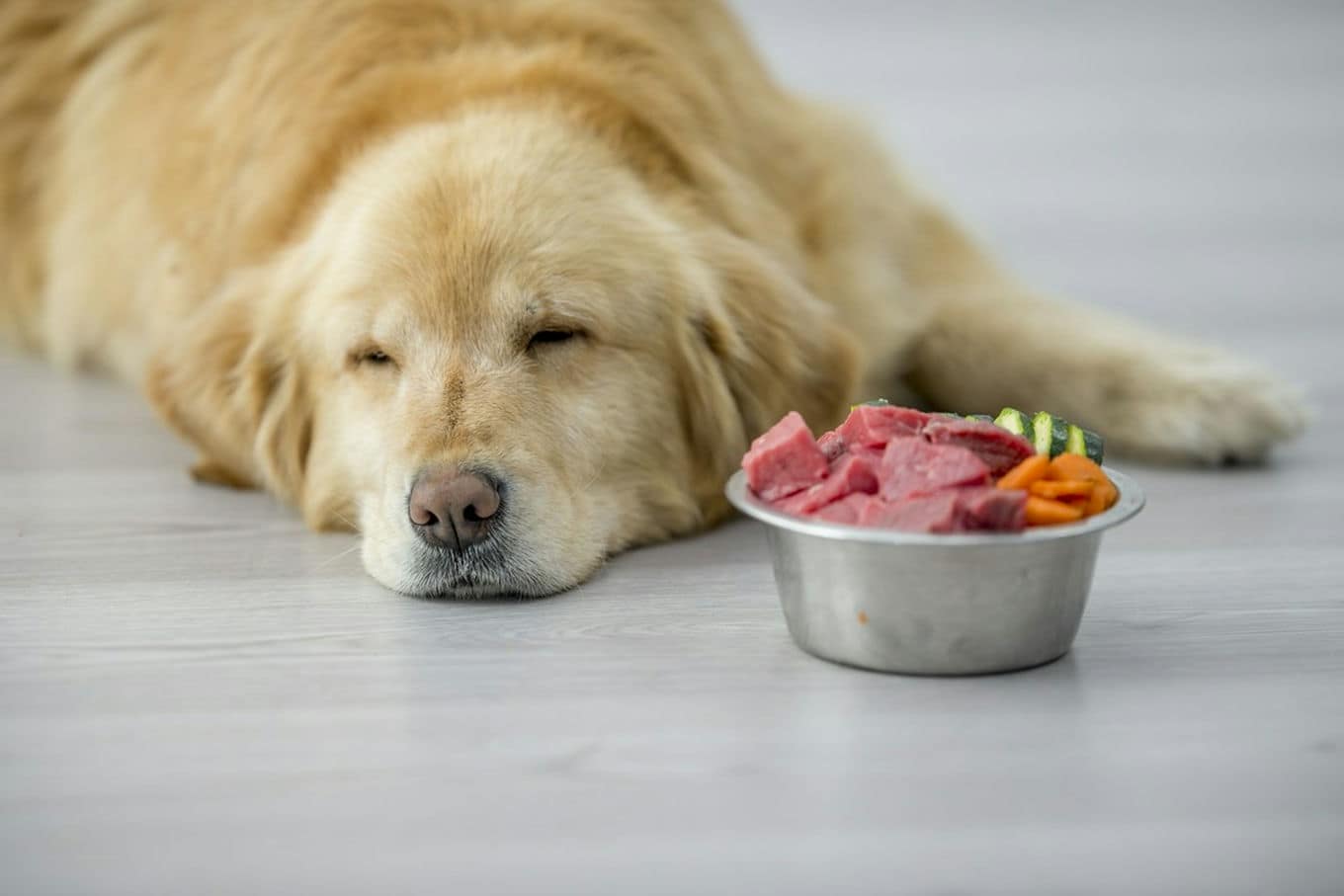 śpiący pies obok miski z jedzeniem