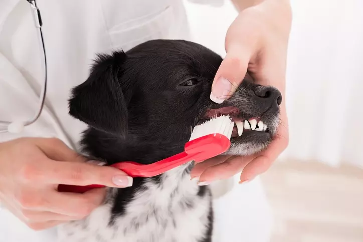 szczotkowanie zębów psu