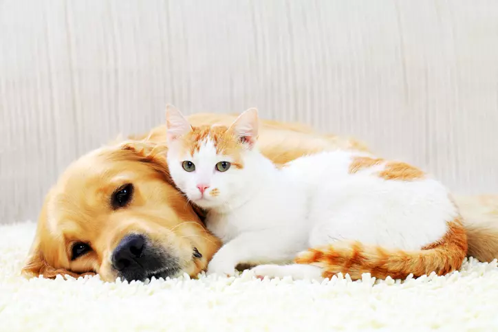 kot leżący przy psie