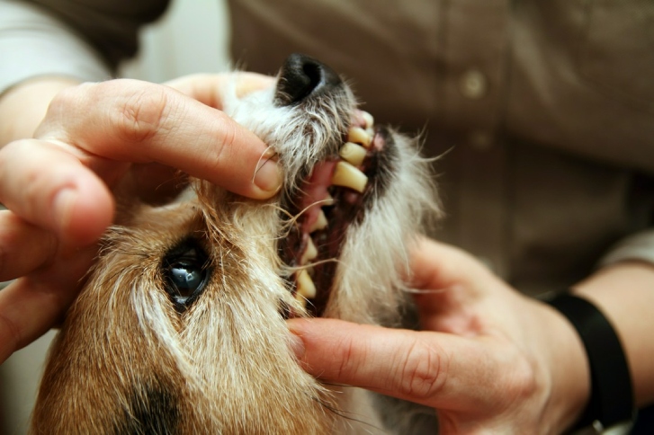 złamany ząb u psa