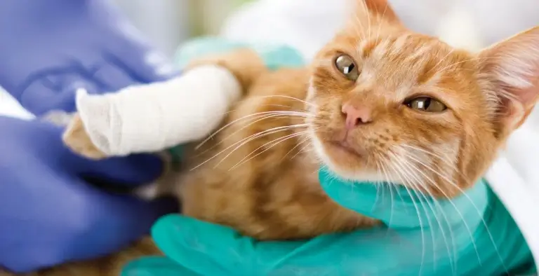 kot z bandażem na łapie