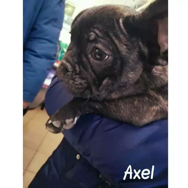 Pies-Axel